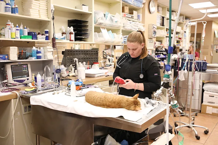 BluePearl Pet Hospital Picture 10