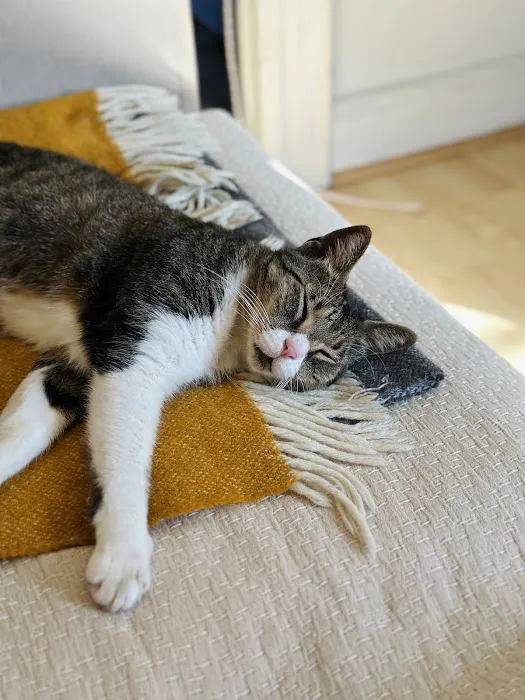 BluePearl Pet Hospital Picture 6