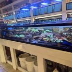 The Aquarium Shop Westbury