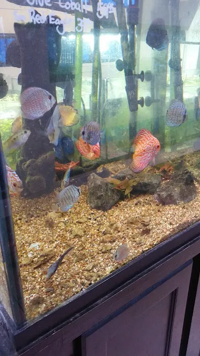 The Aquarium Shop Westbury Picture 2