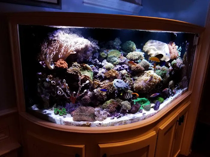 Pristine Marine Aquariums Picture 10