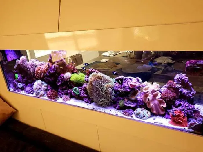 Pristine Marine Aquariums Picture 5