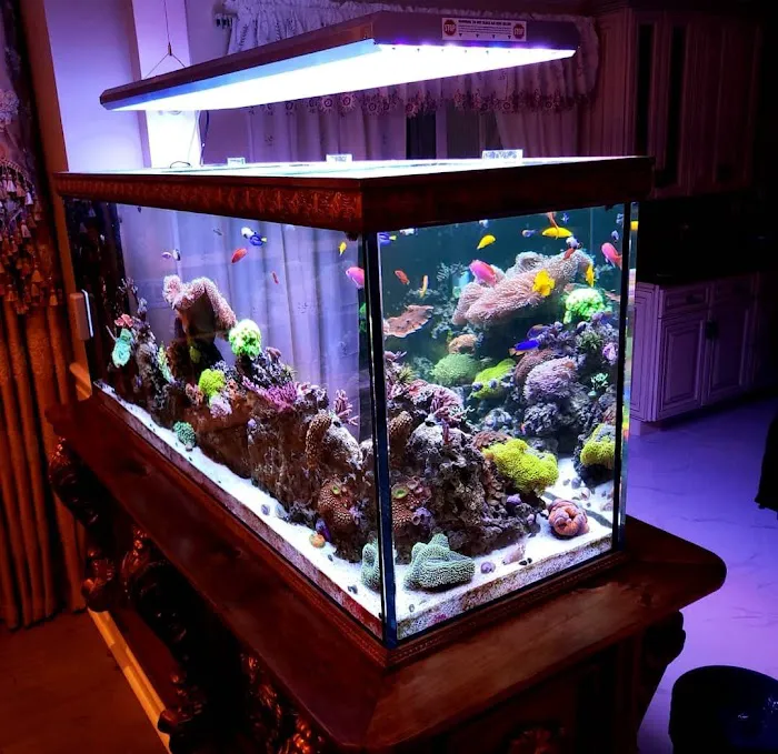 Pristine Marine Aquariums Picture 6