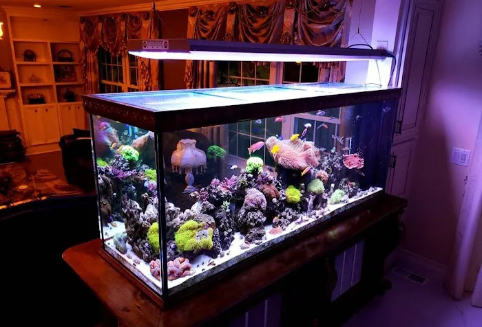 Pristine Marine Aquariums Picture 9