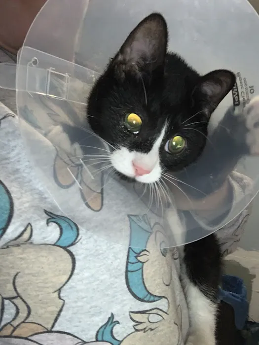 Austin Veterinary Care Picture 1