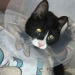 Austin Veterinary Care