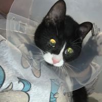Austin Veterinary Care ico