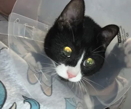 Austin Veterinary Care