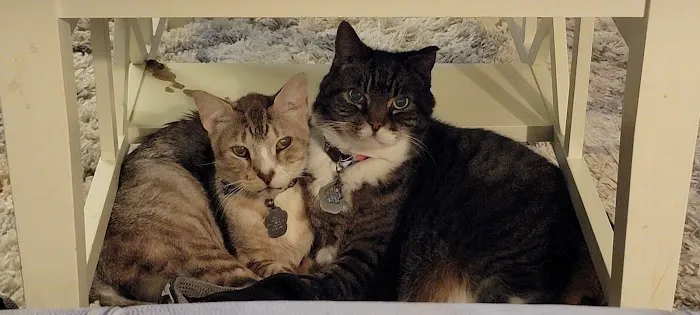 The Dog & Cat Doctor Picture 9