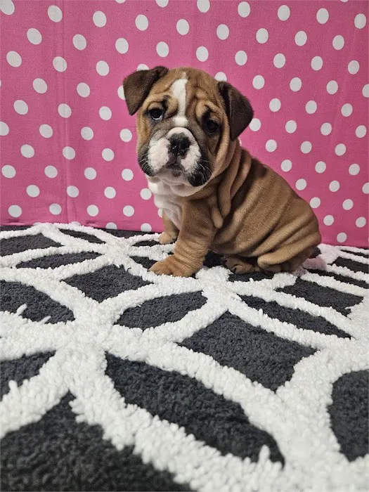 Best Puppies For Sale Picture 4