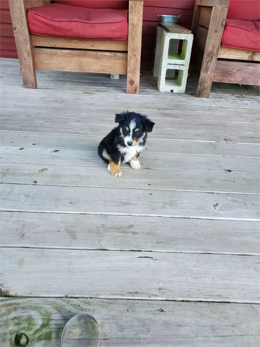 Best Puppies For Sale Picture 1