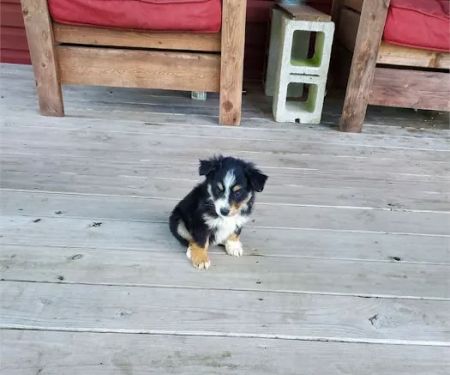Best Puppies For Sale