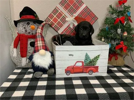 Best Puppies For Sale Picture 2