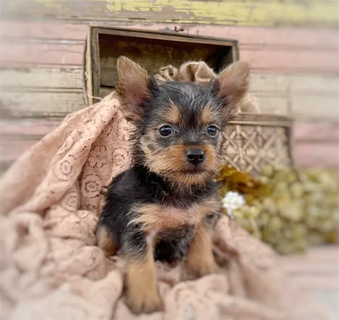 Best Puppies For Sale Picture 7