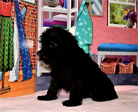 Best Puppies For Sale Picture 6