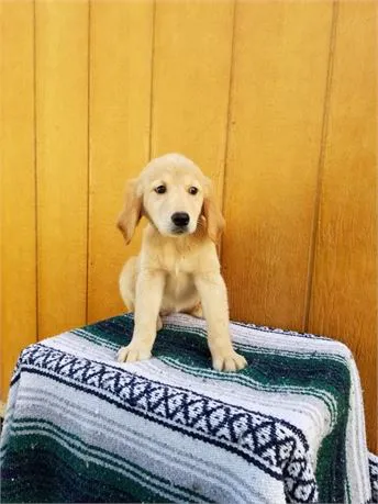 Best Puppies For Sale Picture 5