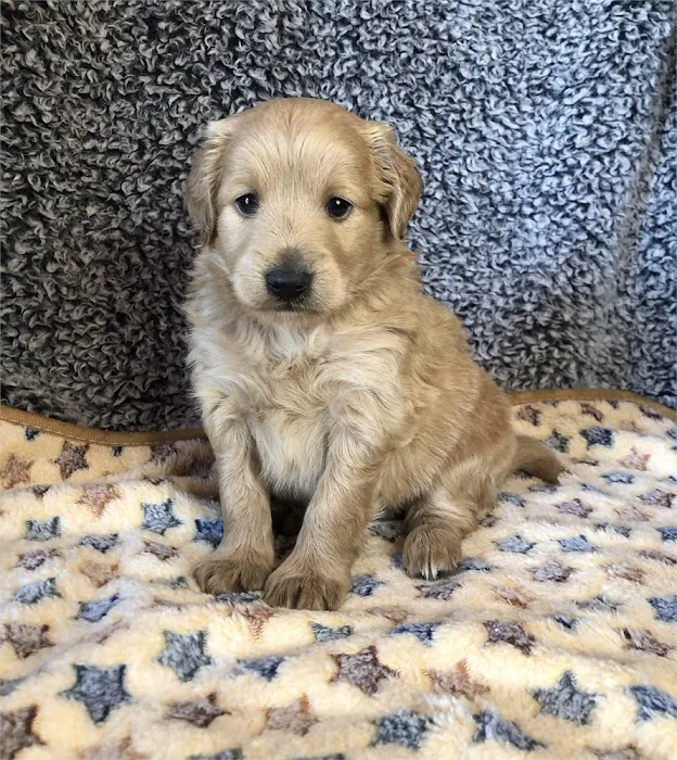 Best Puppies For Sale Picture 10