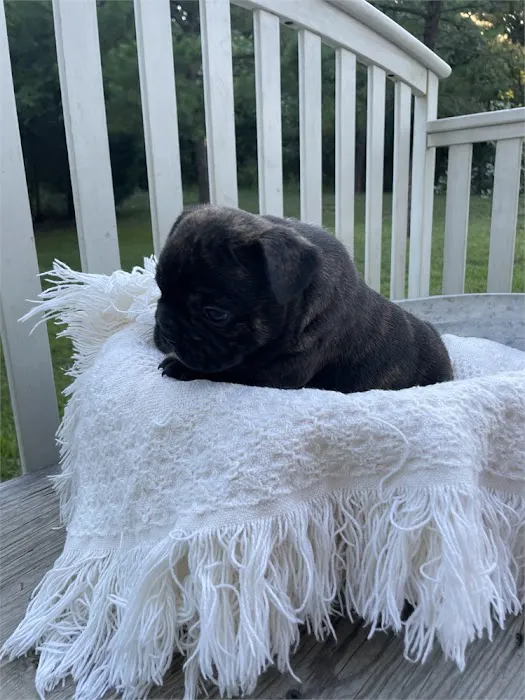 Best Puppies For Sale Picture 9