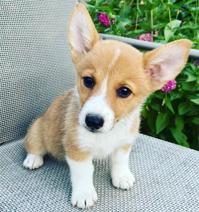 Best Puppies For Sale Picture 8