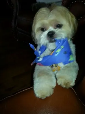 A Animal Clinic of Queens Picture 2