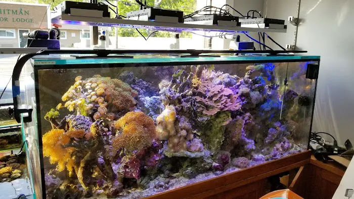 Aquarium Design Network Picture 7