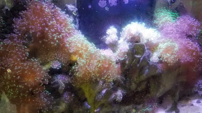Aquarium Design Network Picture 3
