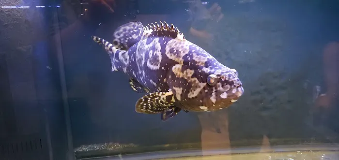 Aquarium Design Network Picture 6