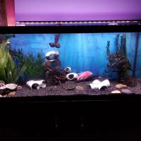 Tank Me Later Aquarium & Pond Services ico