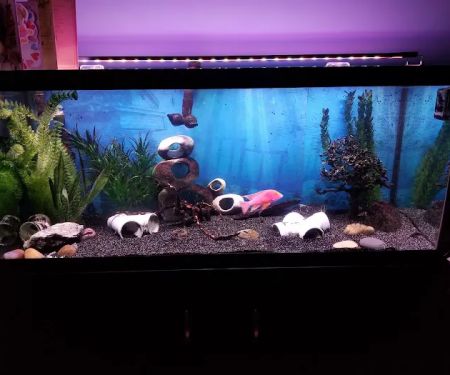 Tank Me Later Aquarium & Pond Services