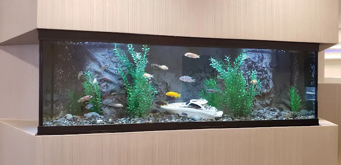 Tank Me Later Aquarium & Pond Services Picture 7