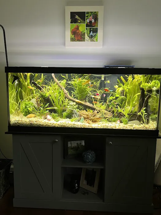 Island Fish and Scale Picture 4