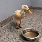Rocky Point Animal Hospital