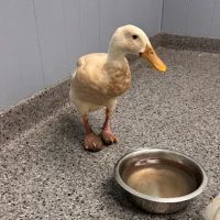 Rocky Point Animal Hospital ico