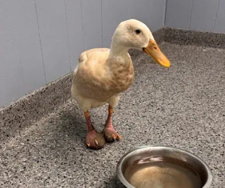 Rocky Point Animal Hospital