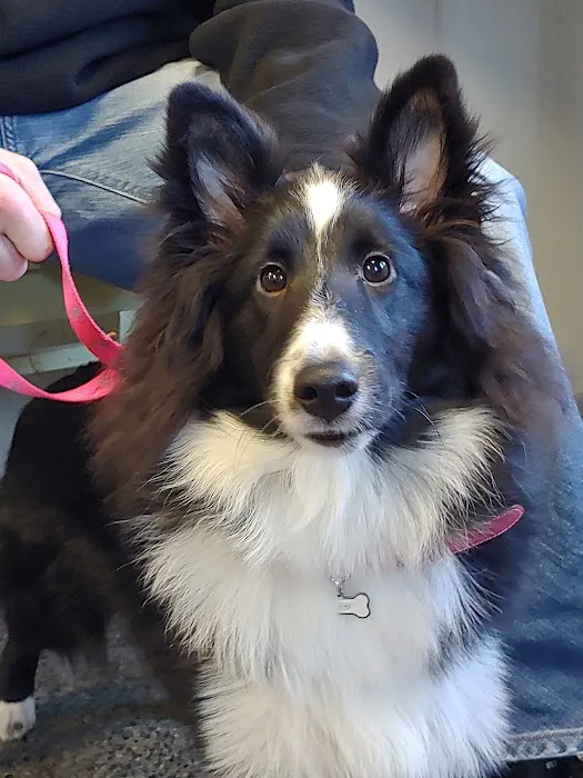 Rocky Point Animal Hospital Picture 5