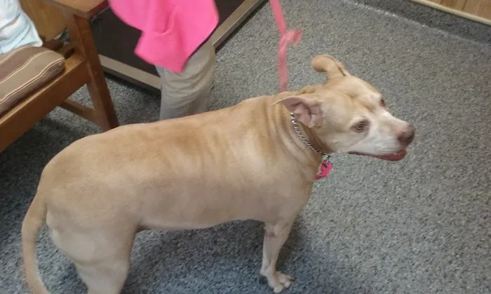 Rocky Point Animal Hospital Picture 9