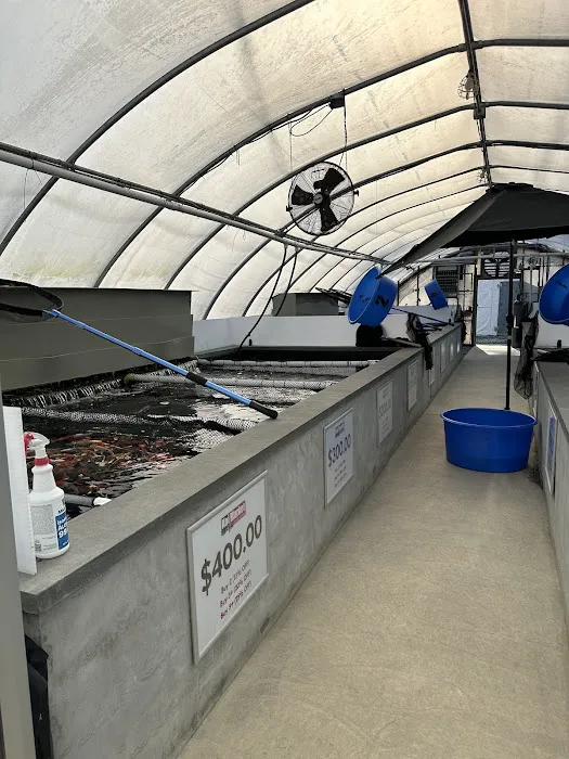 Koi Market Aquatic Nursery Picture 2