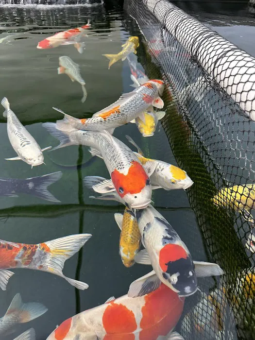 Koi Market Aquatic Nursery Picture 9