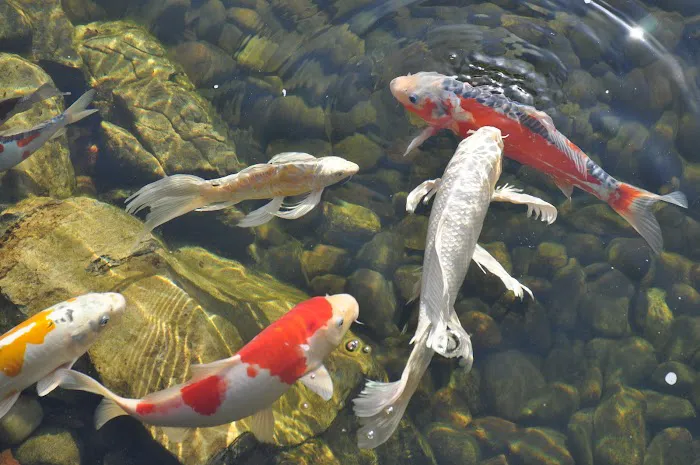 Koi Market Aquatic Nursery Picture 8