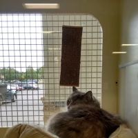 Petco ico
