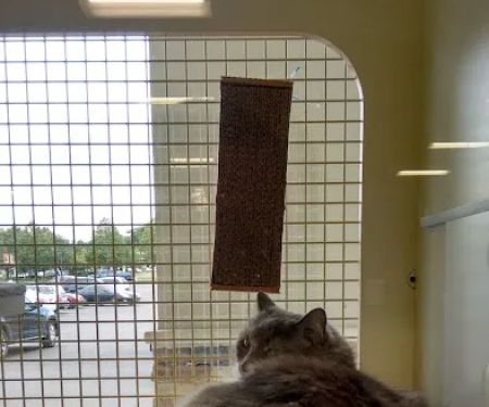 Petco