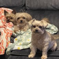 Wading River Veterinary Hospital ico