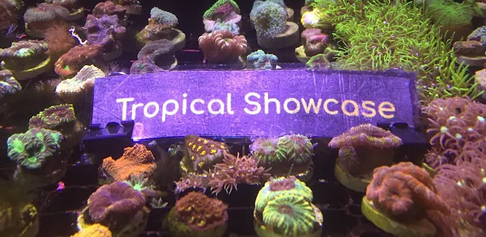 Tropical Showcase Picture 8