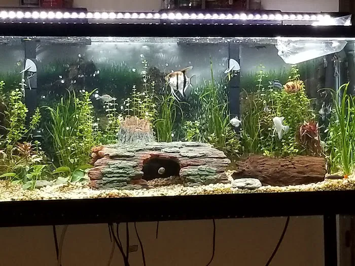Tropical Showcase Picture 3