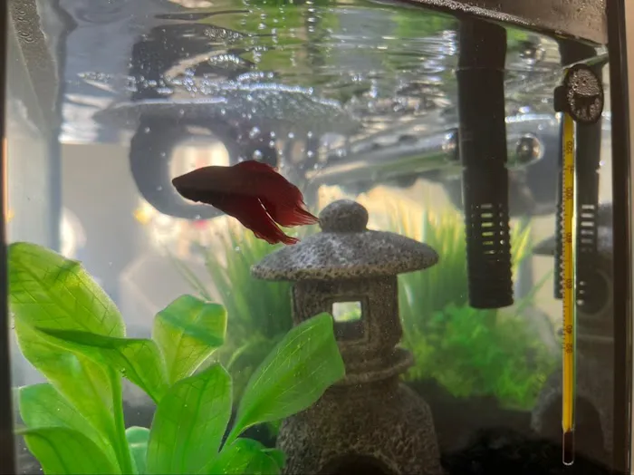 Tropical Showcase Picture 1