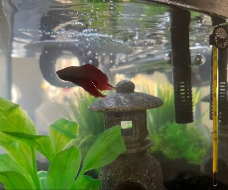 Tropical Showcase