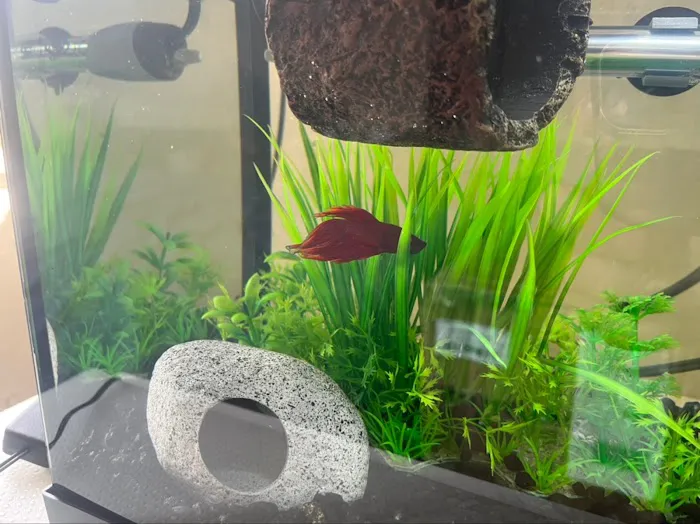Tropical Showcase Picture 2