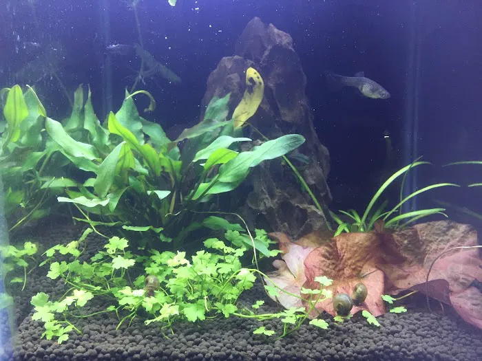 Tropical Showcase Picture 7
