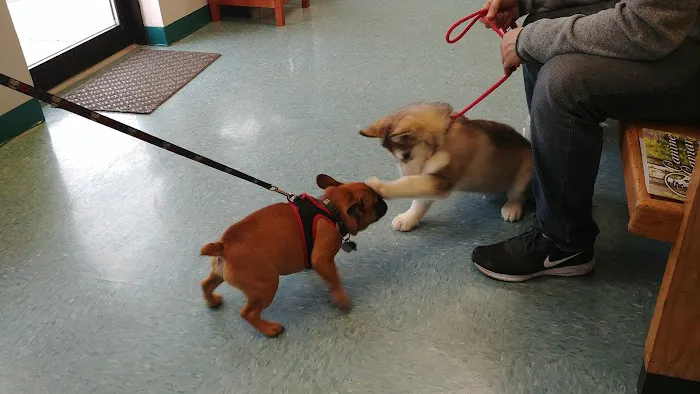 Integrative Veterinary Therapies, P.C. Picture 5