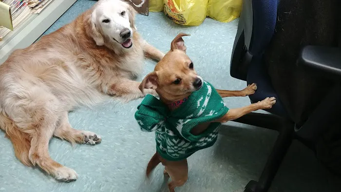 Integrative Veterinary Therapies, P.C. Picture 1
